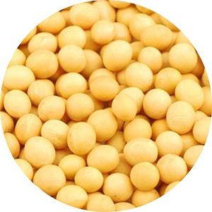 Soy Bean