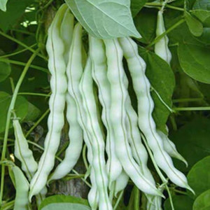 White Jade Pole Bean Seeds