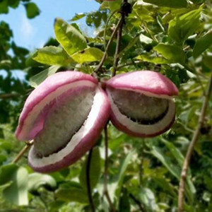 Holboellia Latifolia Seeds