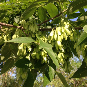 Fraxinus Chinensis Seeds