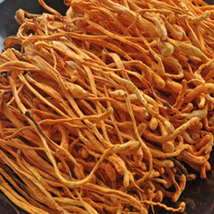 Dried Cordyceps