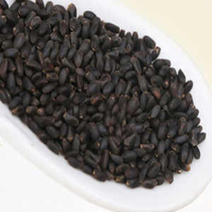 Dried Ocimum Basilcum