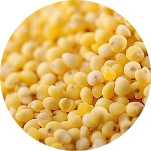 Yellow Millet