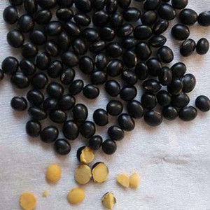Black Bean with Yellow Kernel