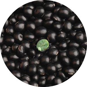 Black Bean with Green Kernel 