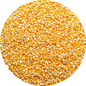 Corn Kernel