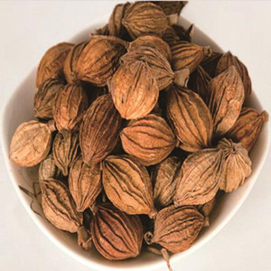 Amomum Villosum of General Size