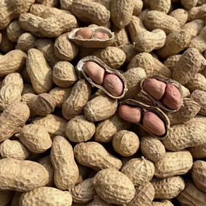 Raw peanut inshell of inner brown skin kernel