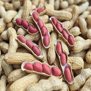 Raw peanut inshell of inner red skin kernel