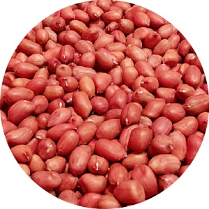 Raw peanut kernel of red skin