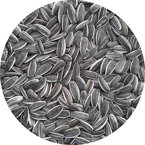 Raw Sunflower Seeds Inshell 3939