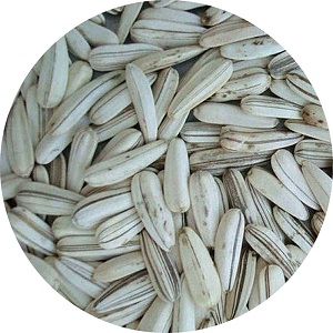 Raw White Sunflower Seeds Inshell