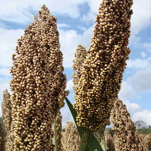 Seeds of white sorghum rice