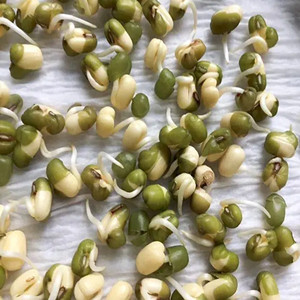 Seeds of white cowpea