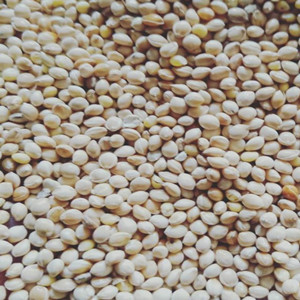 Seeds of white millet