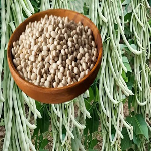 Seeds of white kidney bean