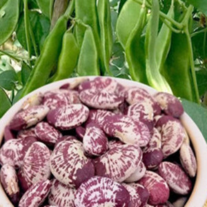 Seeds of kidney bean of flower shape in small size