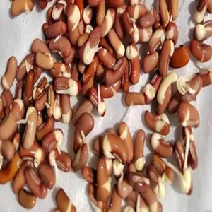 Seeds of adzuki bean