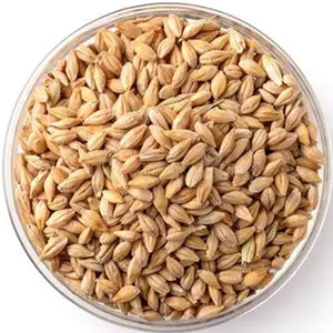 Barley seeds