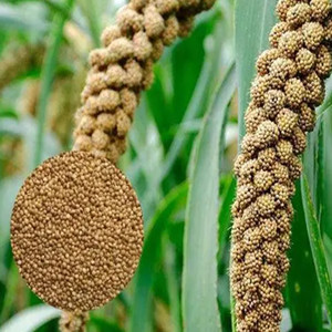 Seeds of foxtail millet