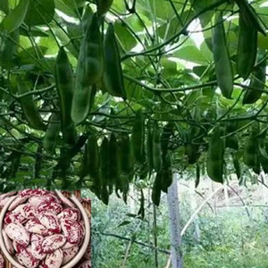 Seeds of kidney bean of flower shape in big size
