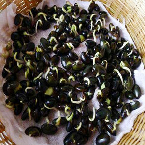 Seeds of black soybean