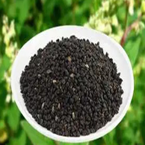 Seeds of tartary buckwheat