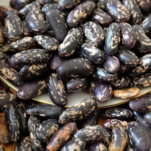 Seeds of black flower speckled kidney bean