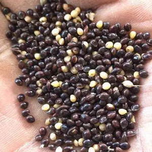 Seeds of black foxtail millet