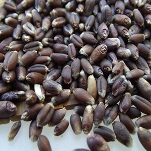Seeds of black wheat