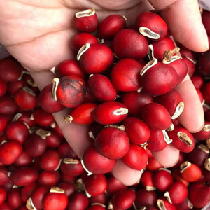 Seeds of red bean