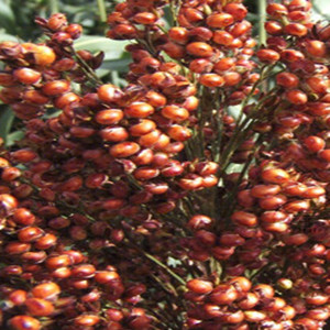 Seeds of red sorghum