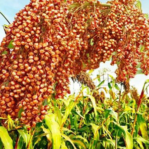 Seeds of prosomillet