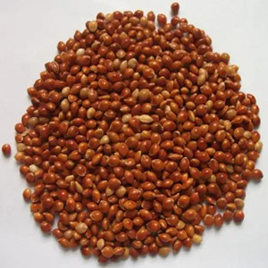 Seeds of red foxtail millet