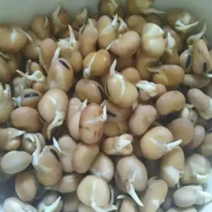 Seeds of yellow broad bean