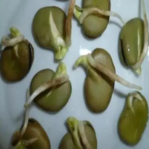 Seeds of green broad bean