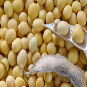 Soybean seeds