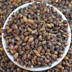 Seeds of highland barley