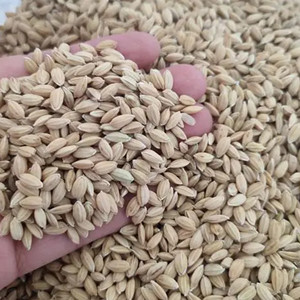 Rice seeds