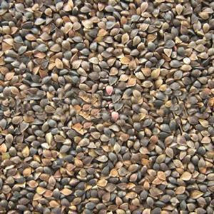 Buckwheat seeds