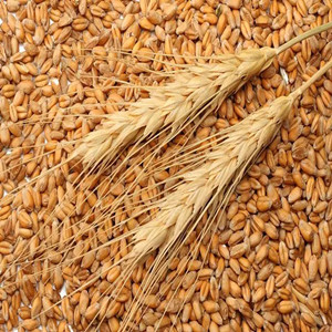 Wheat seeds