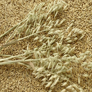 Oat seeds