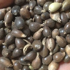 Coix seeds