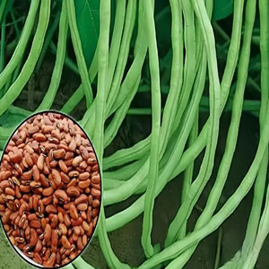 Seeds of long cowpea