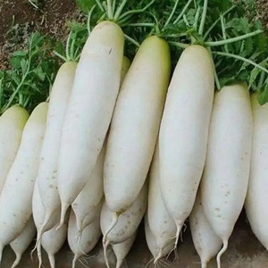 White Jade Radish Seeds