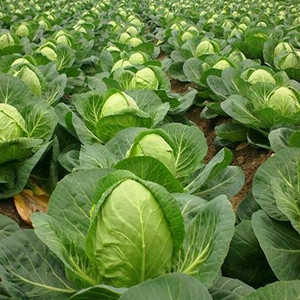 Cabbage Seeds