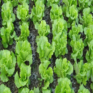 Iceberg Lettuce Seeds