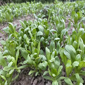 Seeds of crowndaisy chrysanthemum of big leaves