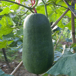 Black Wax Gourd Seeds