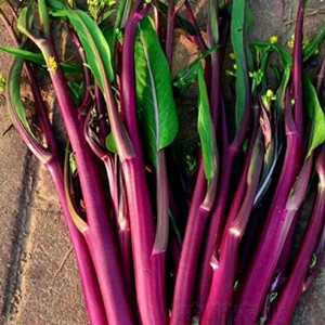 Seeds of purple flowering stalk